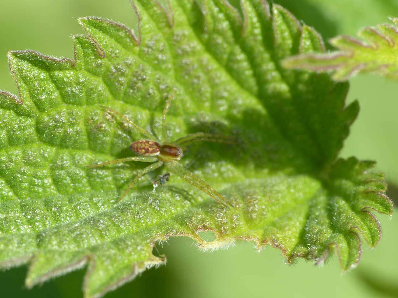 Gradita sorpresa: Dolomedes cf. fimbriatus - Roma (RM)