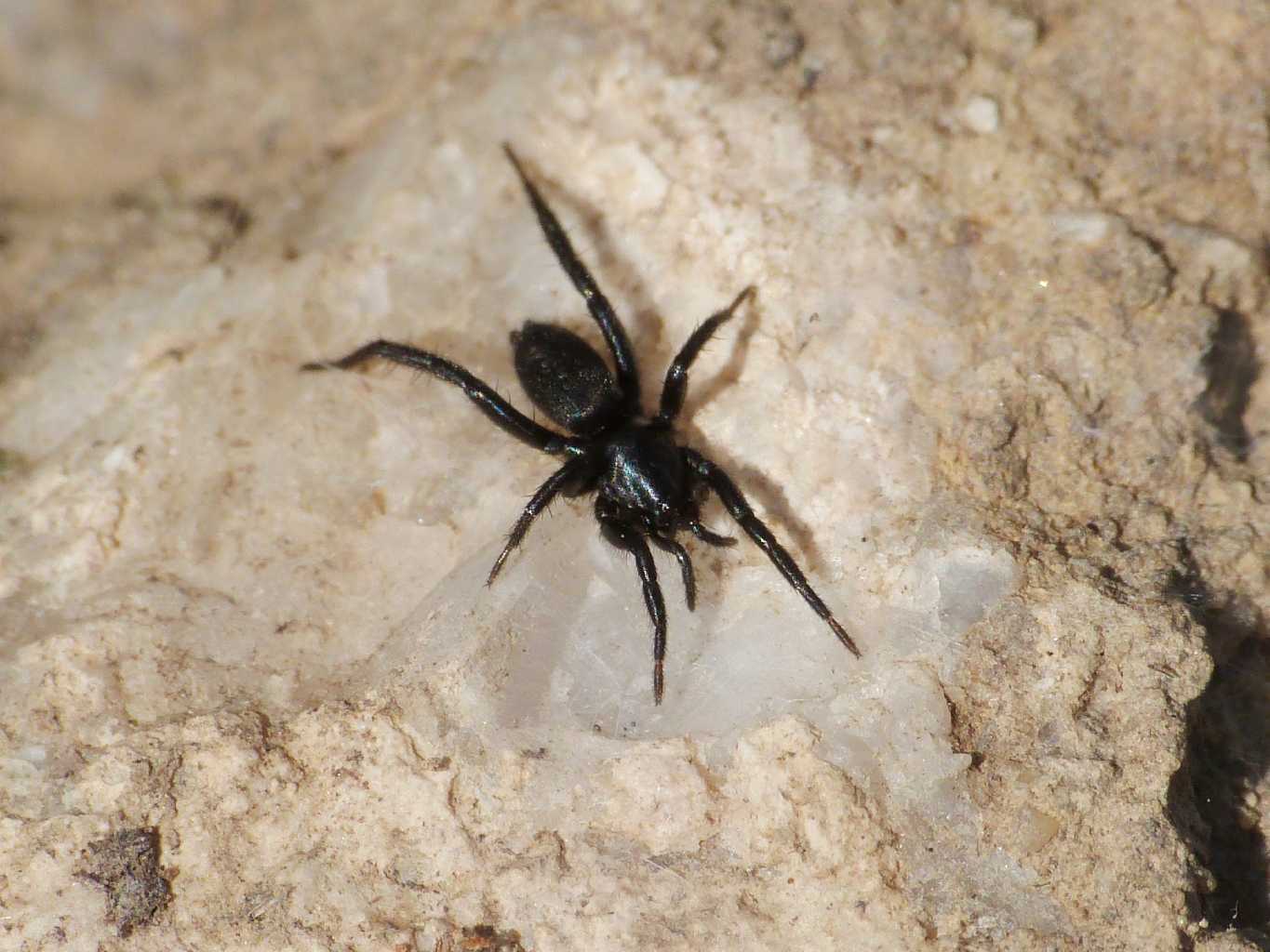 cf. Drassyllus sp. - Tolfa (RM)