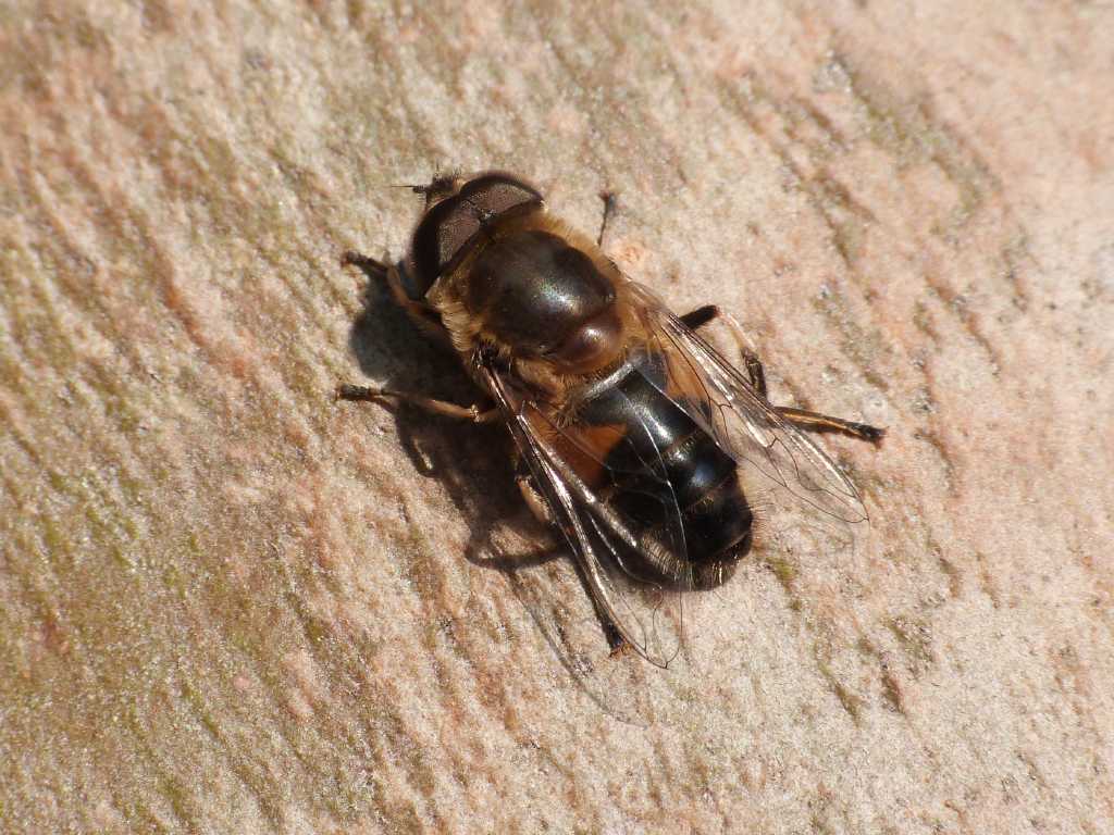 Eristalis sp. al sole