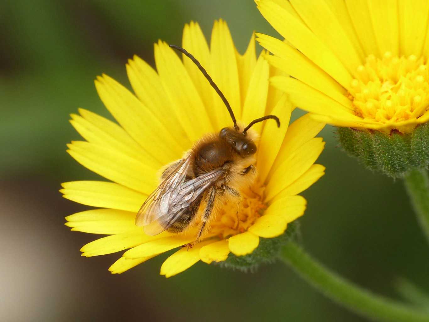 Eucera sp.