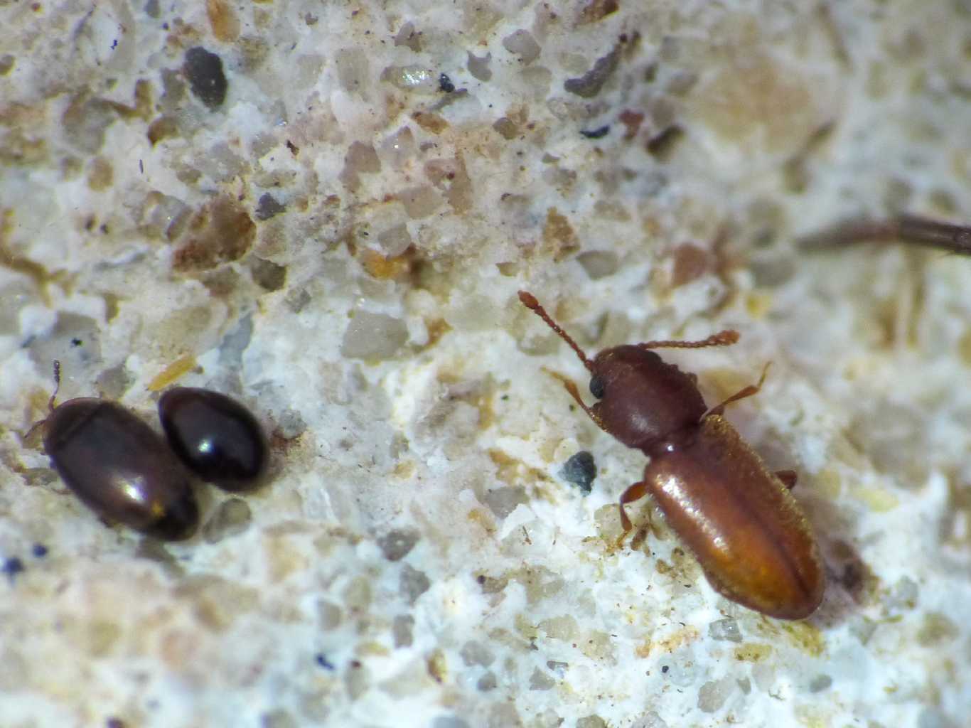 Microcoleottero nero: forse un Corylophidae