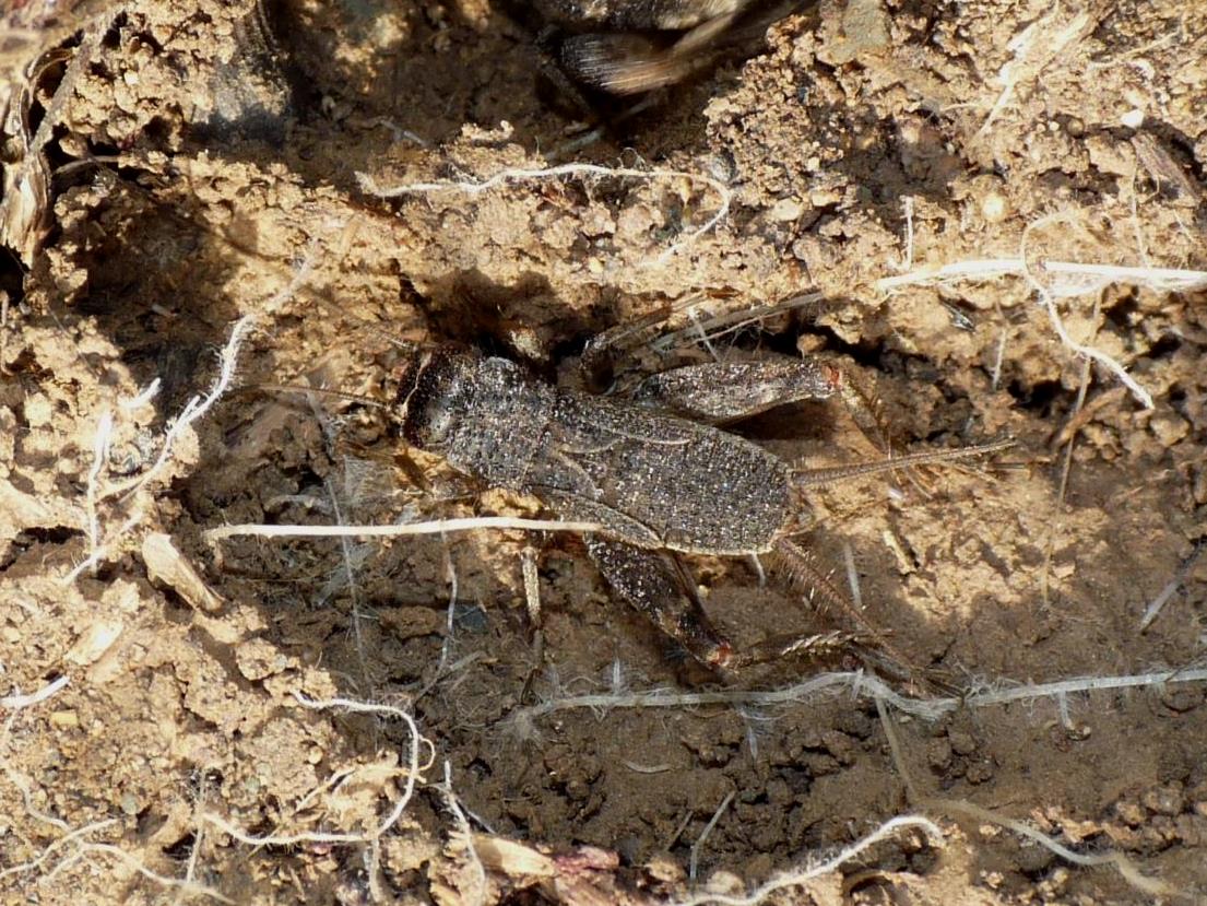 Ninfa di Eumodicogryllus bordigalensis scura (femmina) in tana.