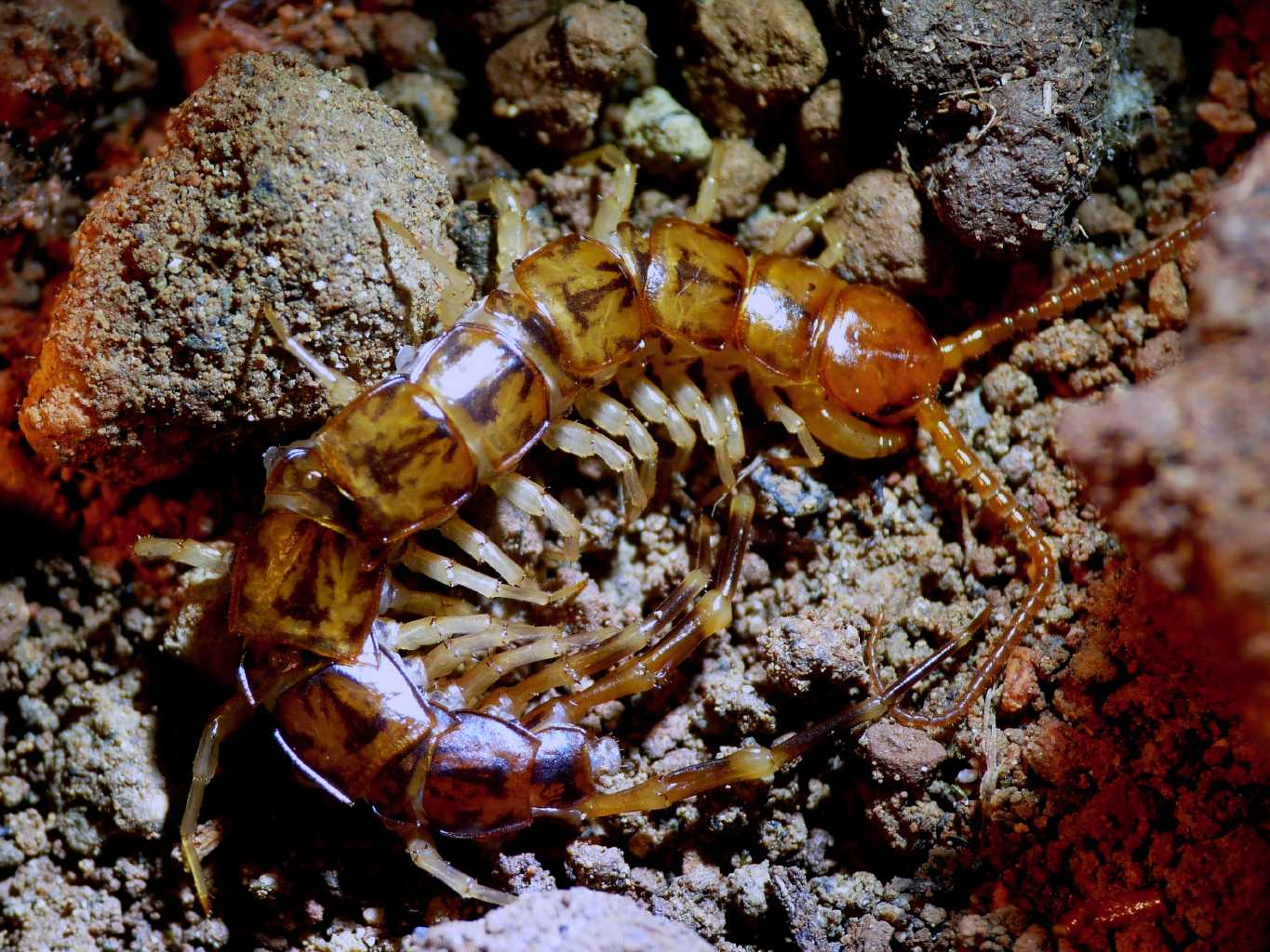 Lithobius sp.