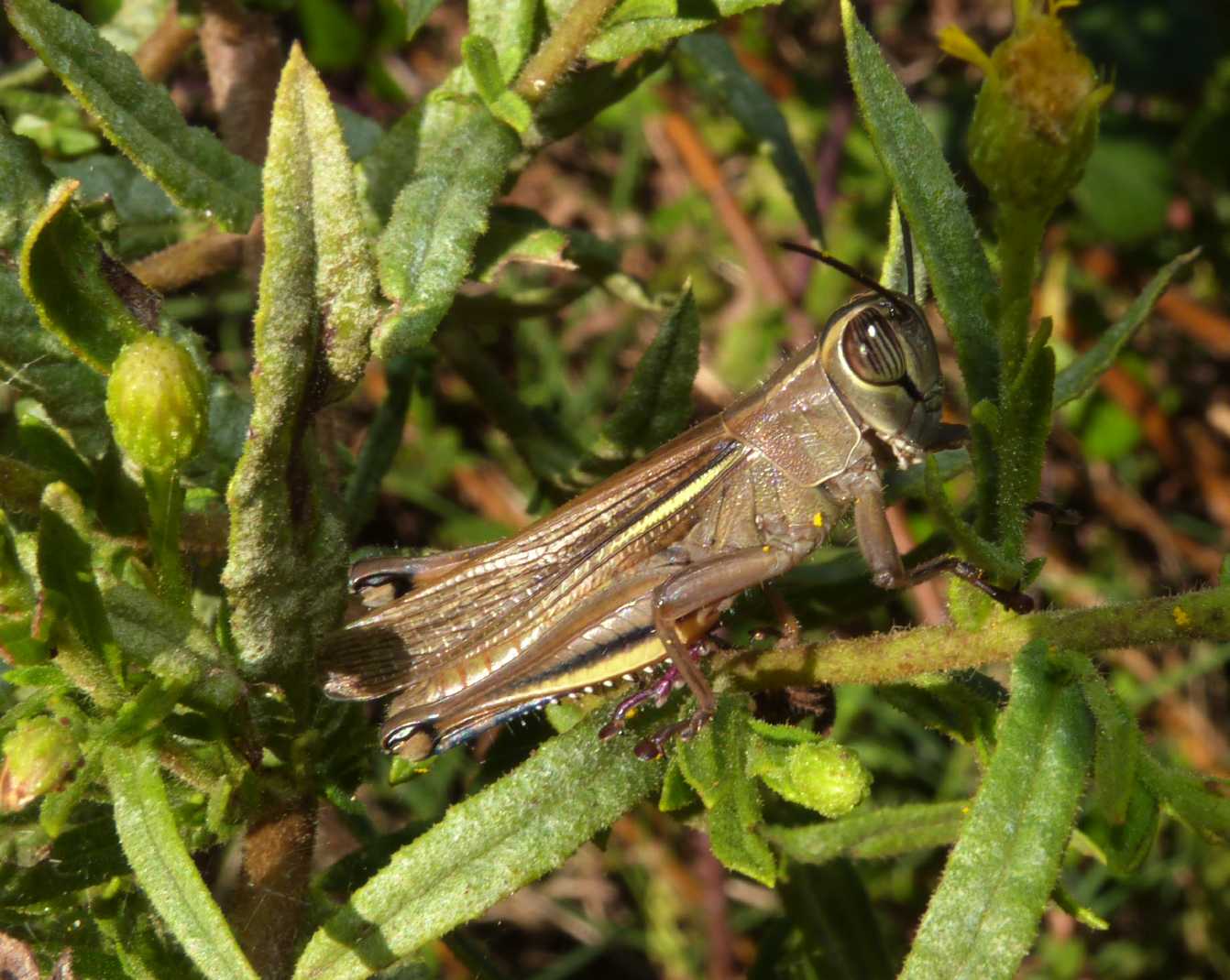 Maschio di Eyprepochnemis plorans