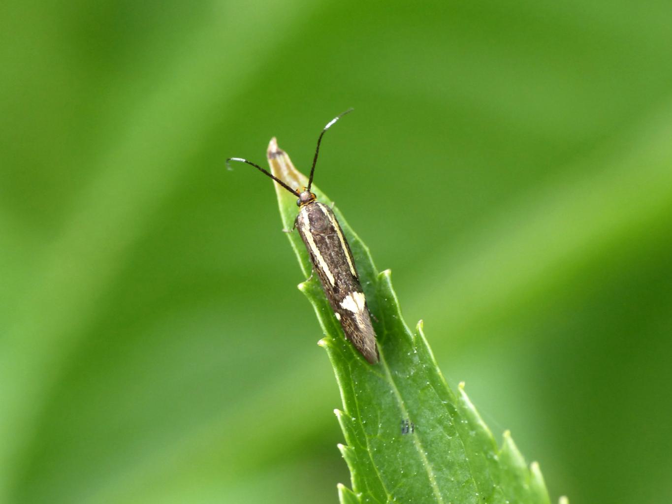 Scythris knochella?