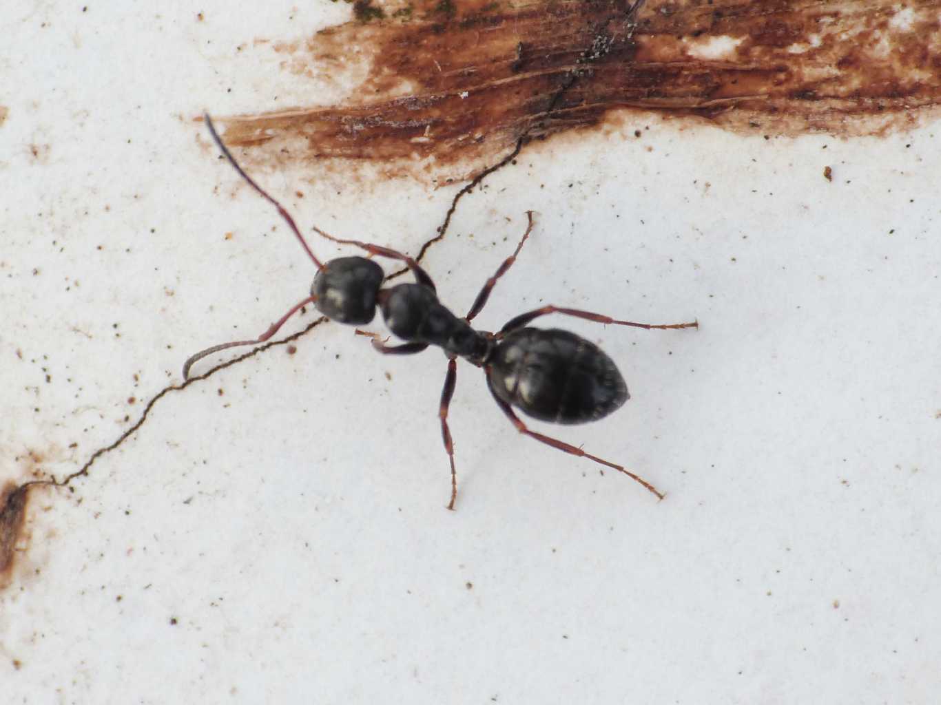 Formica o Camponotus??