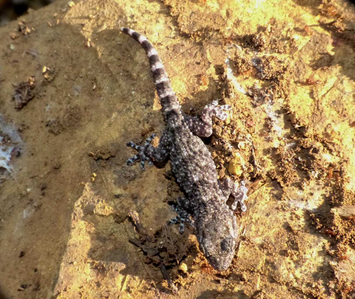 Piccolo geco: Tarentola mauritanica