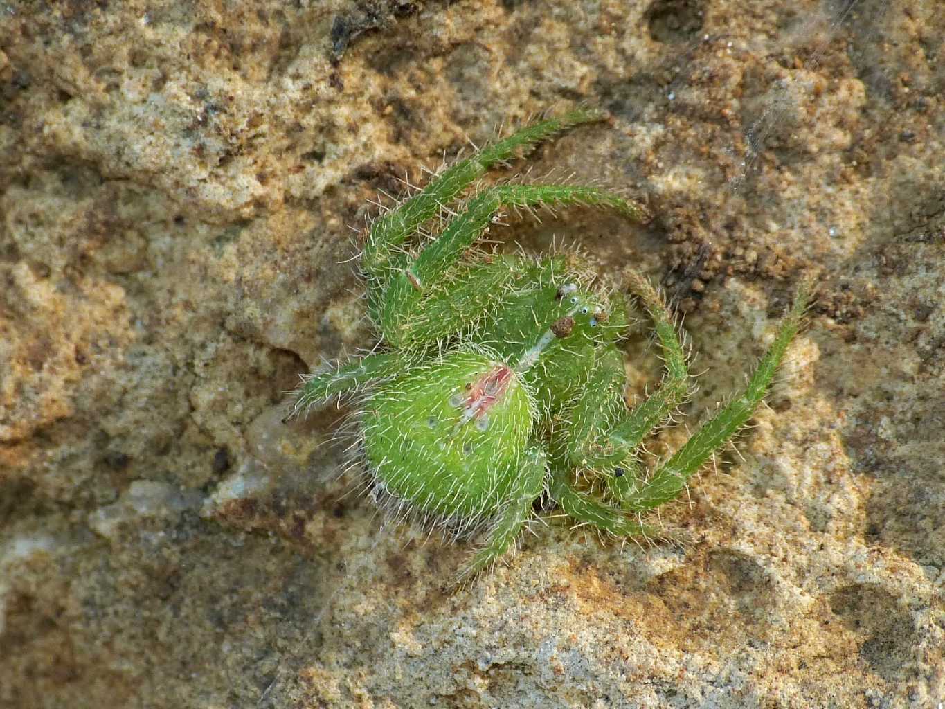 Giovane Heriaeus sp. - Tolfa (RM)