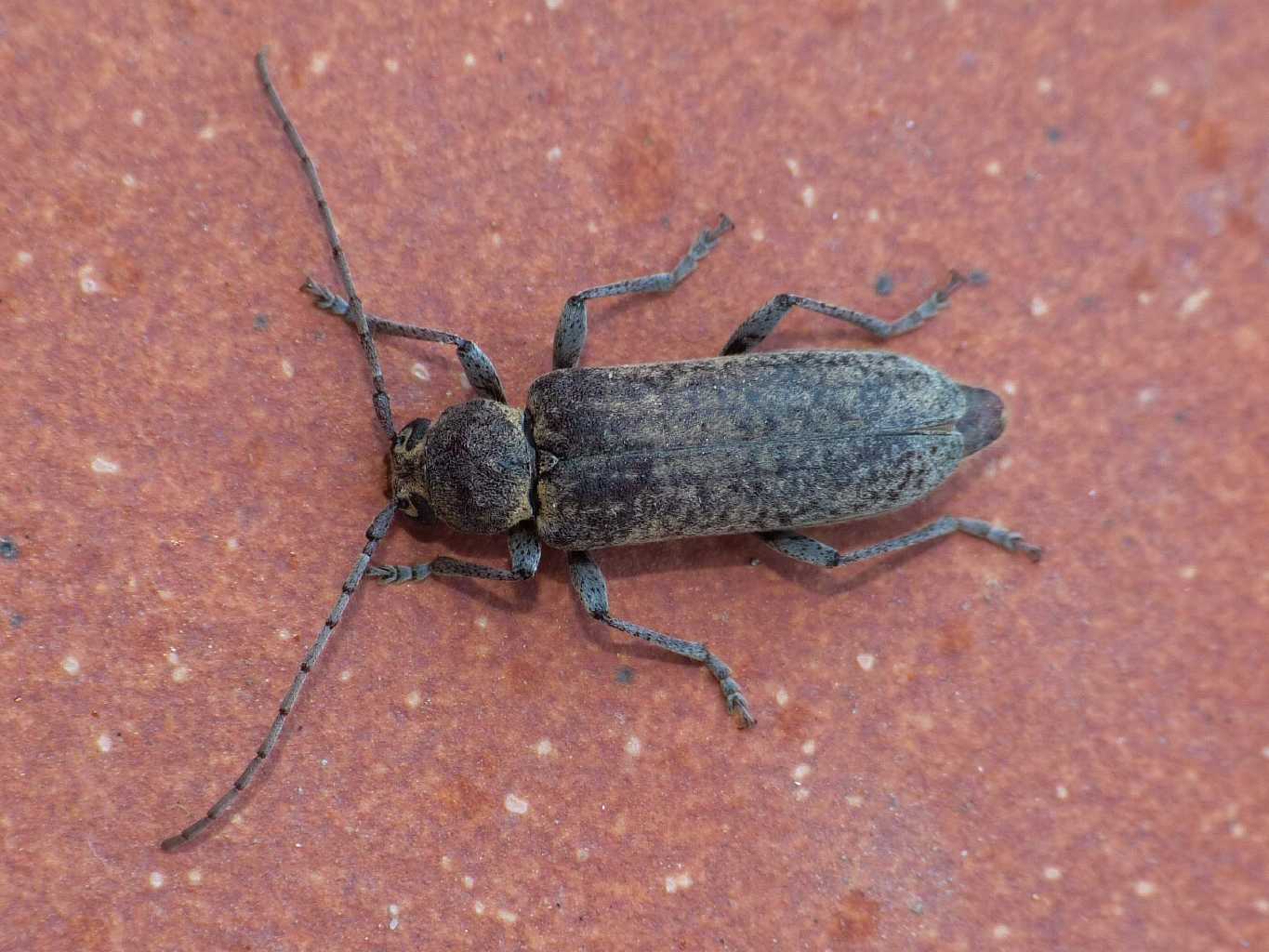 Hesperophanes? - Trichoferus cf. holosericeus (Cerambycidae)