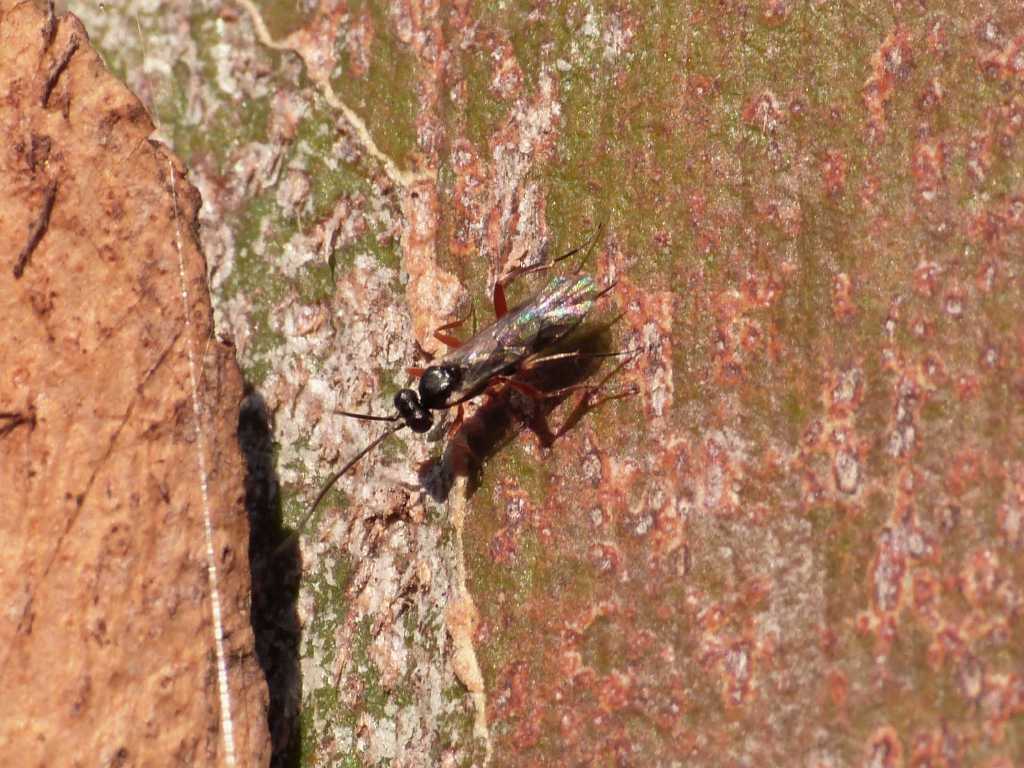 Piccolo Ichneumonidae (Cryptinae)