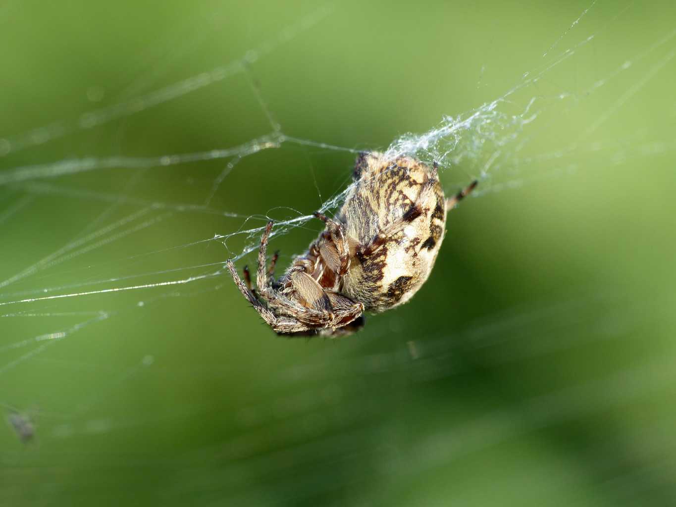 Larinioides cornutus - Roma