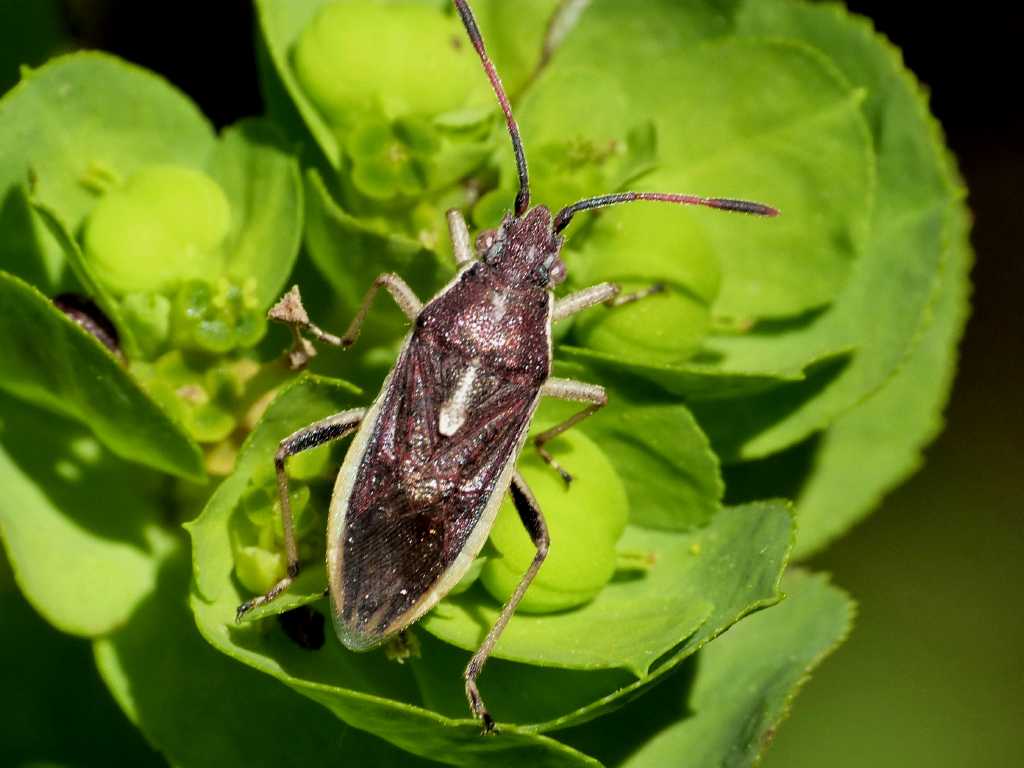 Rhopalidae: Maccevethus corsicus  - Ostia (RM)