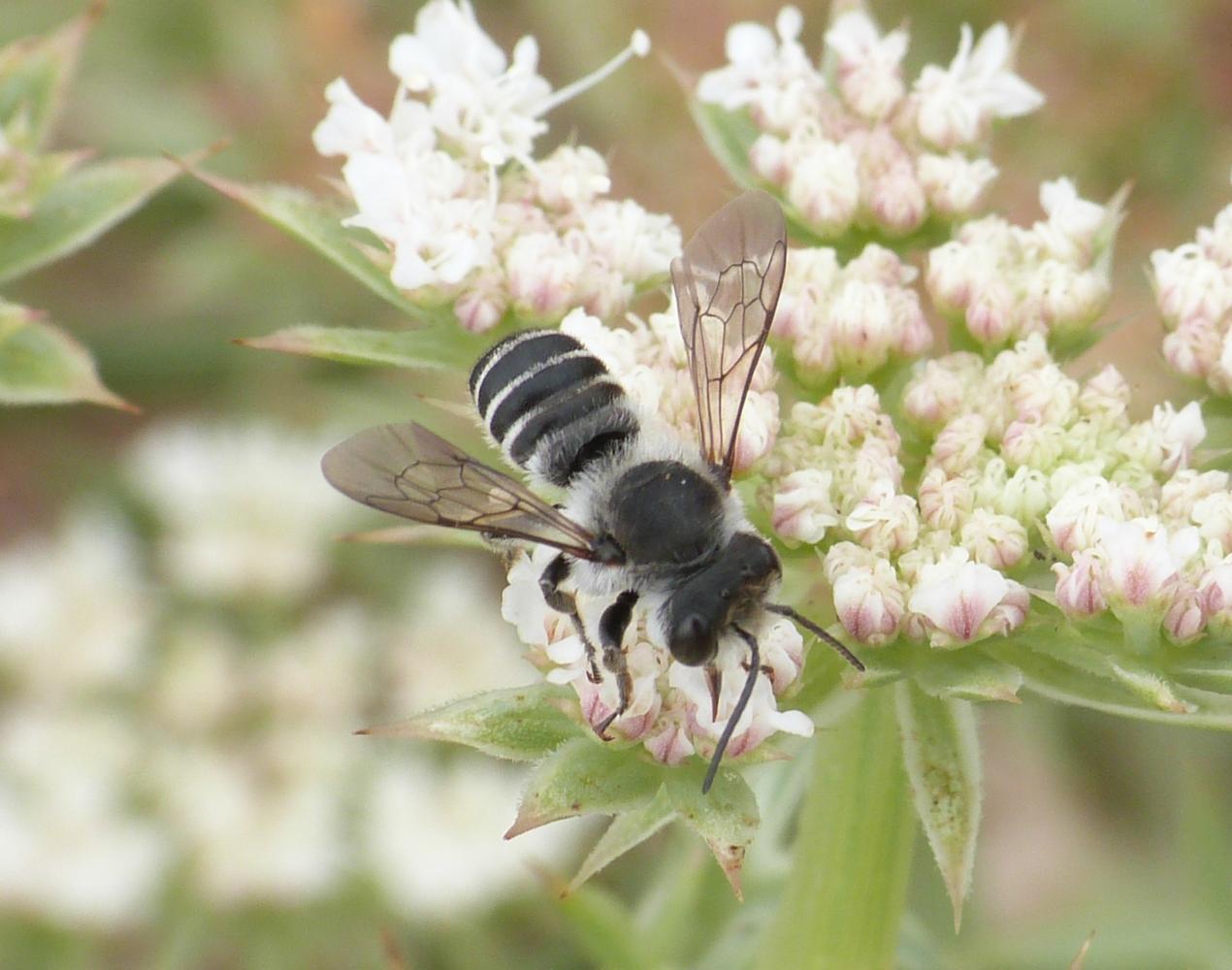 Colletes sp.? Megachile sp. (cf)