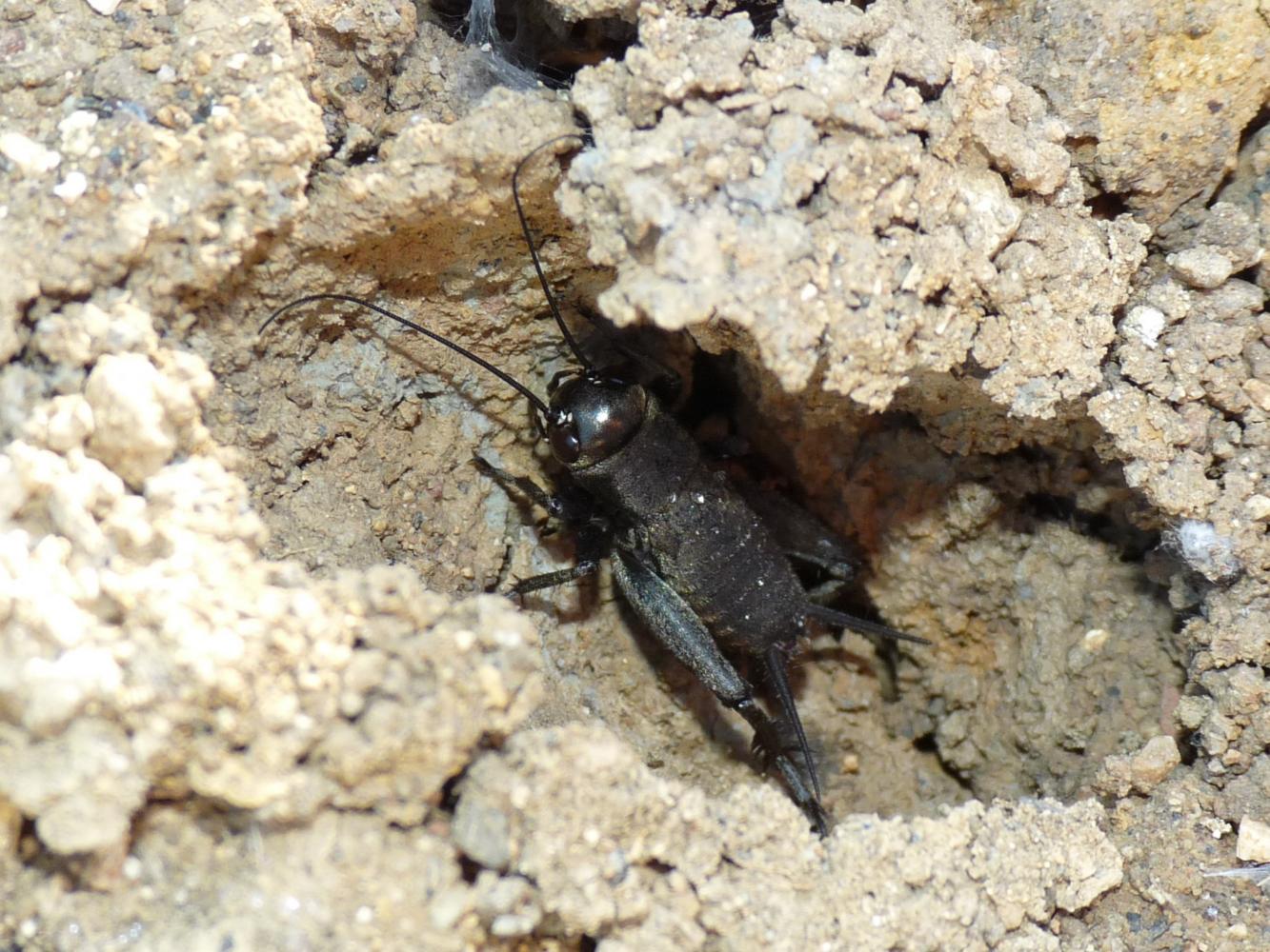 Gryllidae: Eumodicogryllus bordigalensis