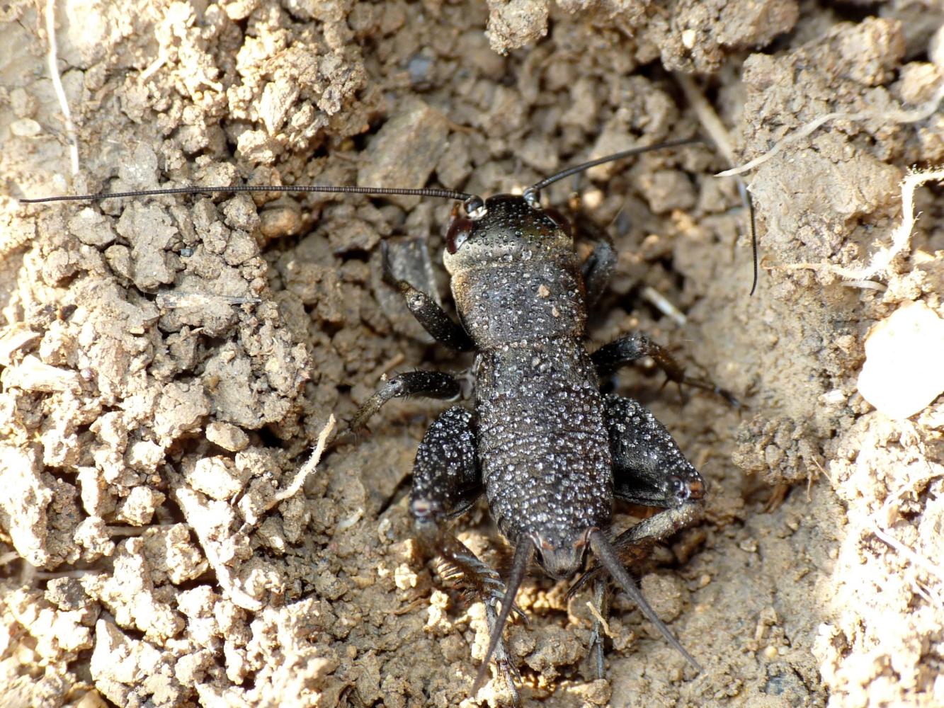 Ninfa di Eumodicogryllus bordigalensis scura (femmina) in tana.