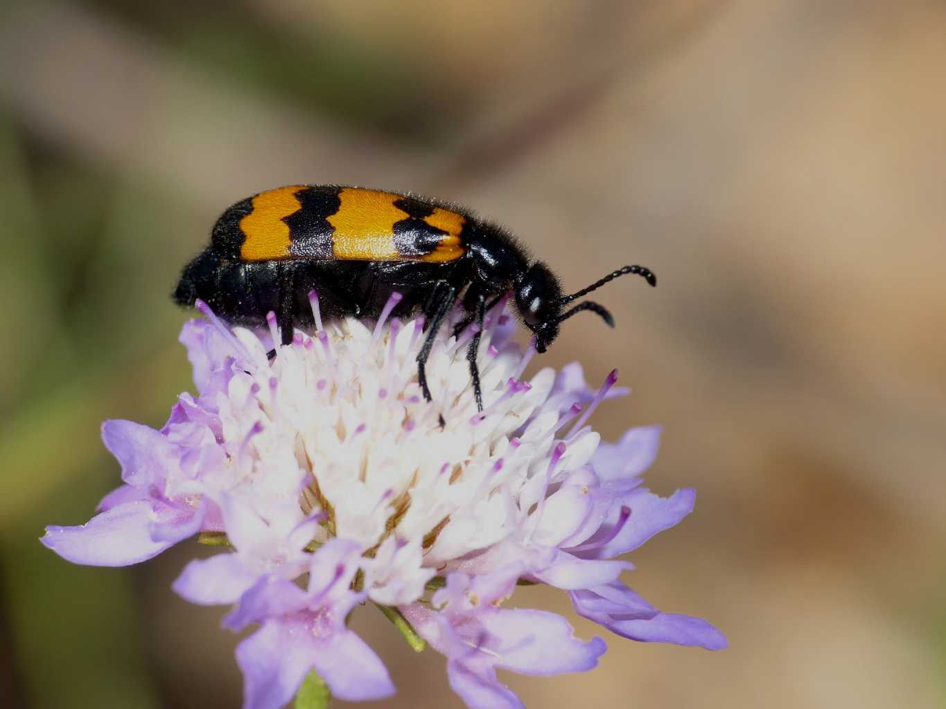 tanti tanti tanti grilli (giovani di Calliptamus sp.)