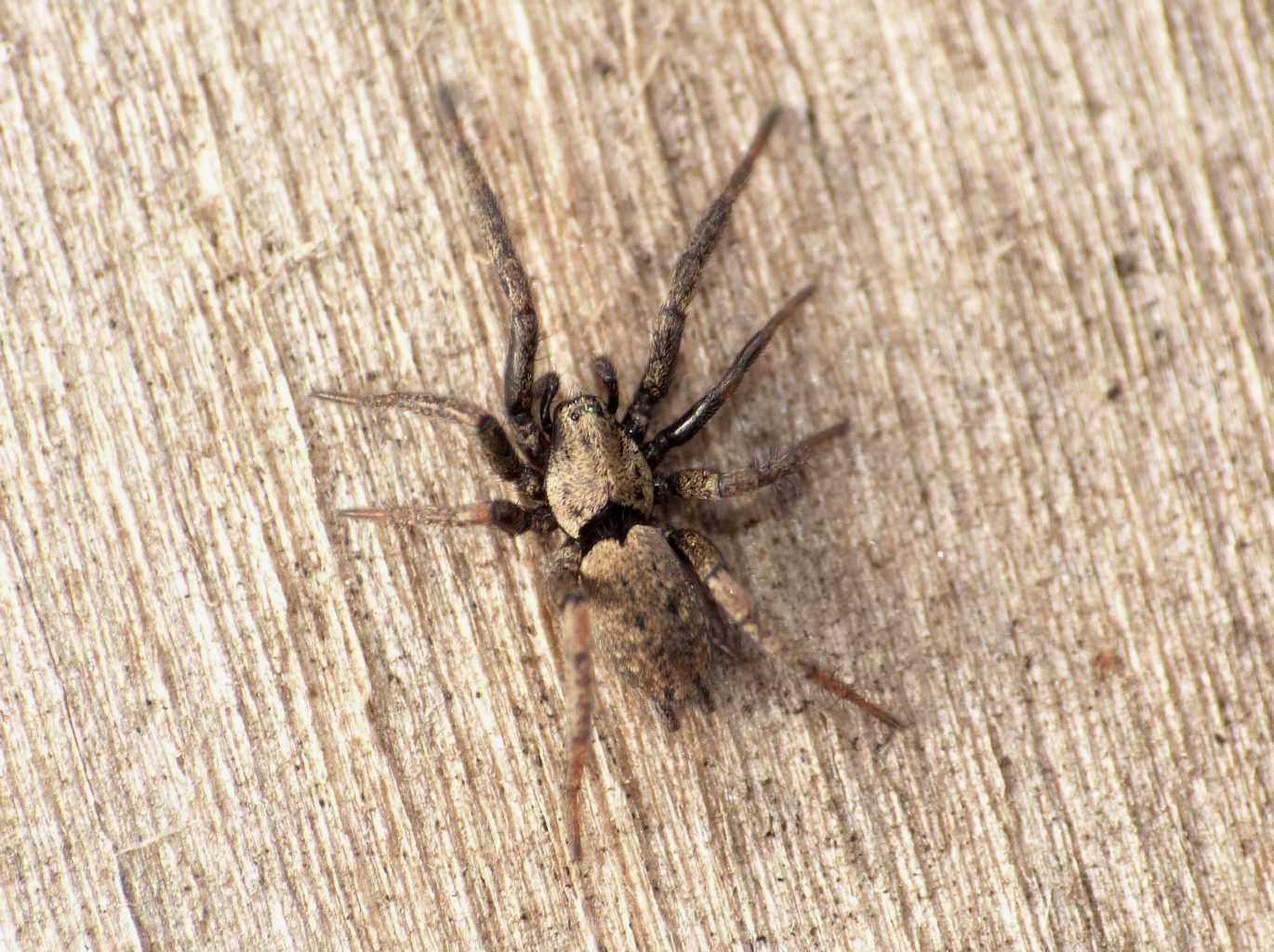 Nomisia exornata (Gnaphosidae) - Ostia Antica (RM)