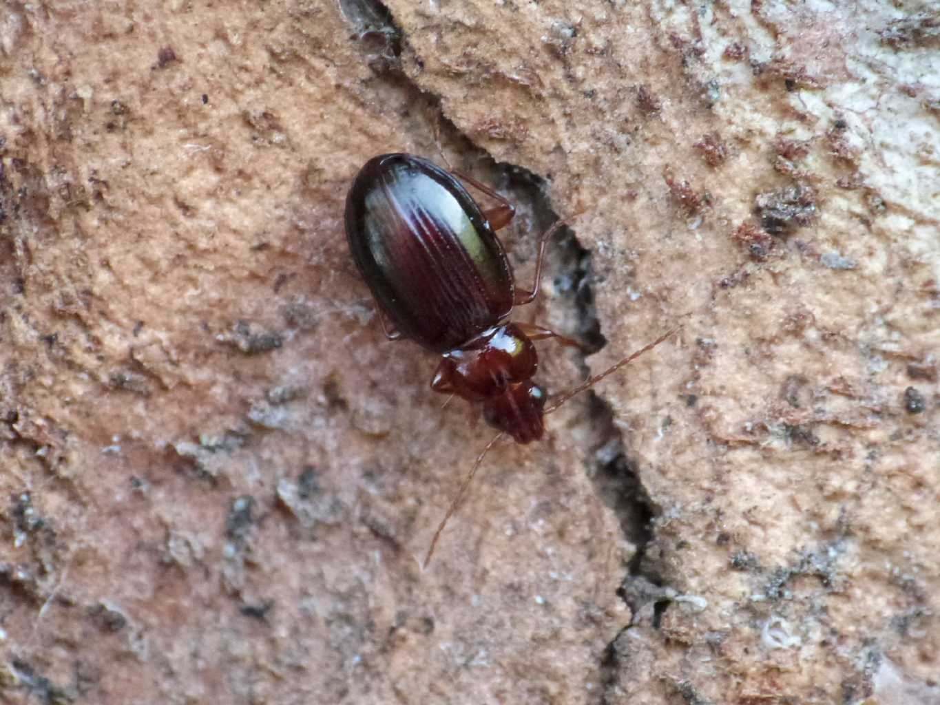 Piccolo Carabidae Torrimpietra(RM):  Ocys harpaloides