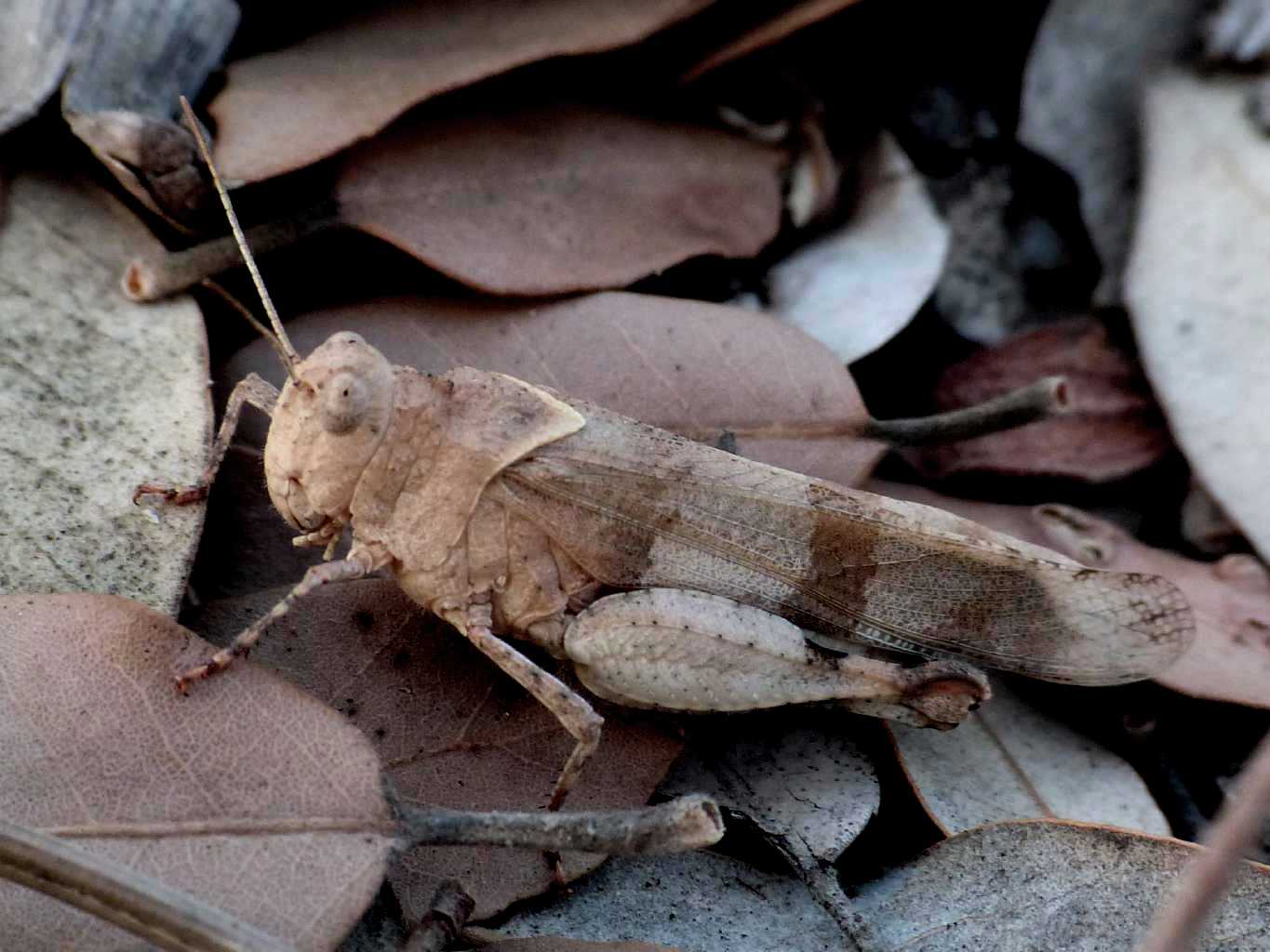 bellissimo acrididae grigio azzurro