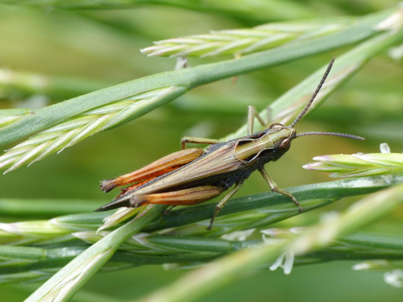 Omocestus rufipes?