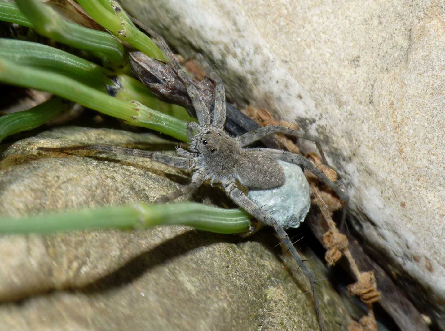 Lycosidae igrofili