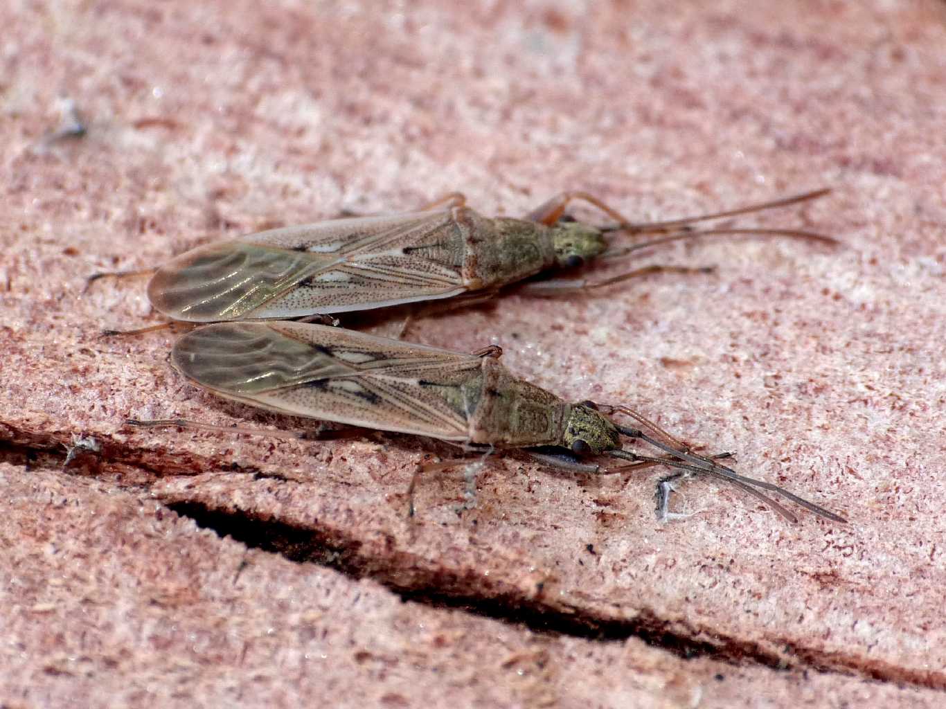 Lygaeidae: Paromius gracilis  del Lazio - Aranova (RM)