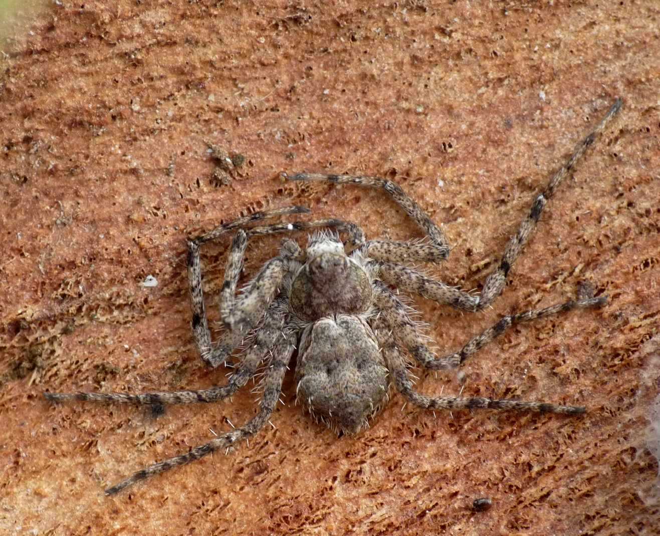 Philodromus margaritatus