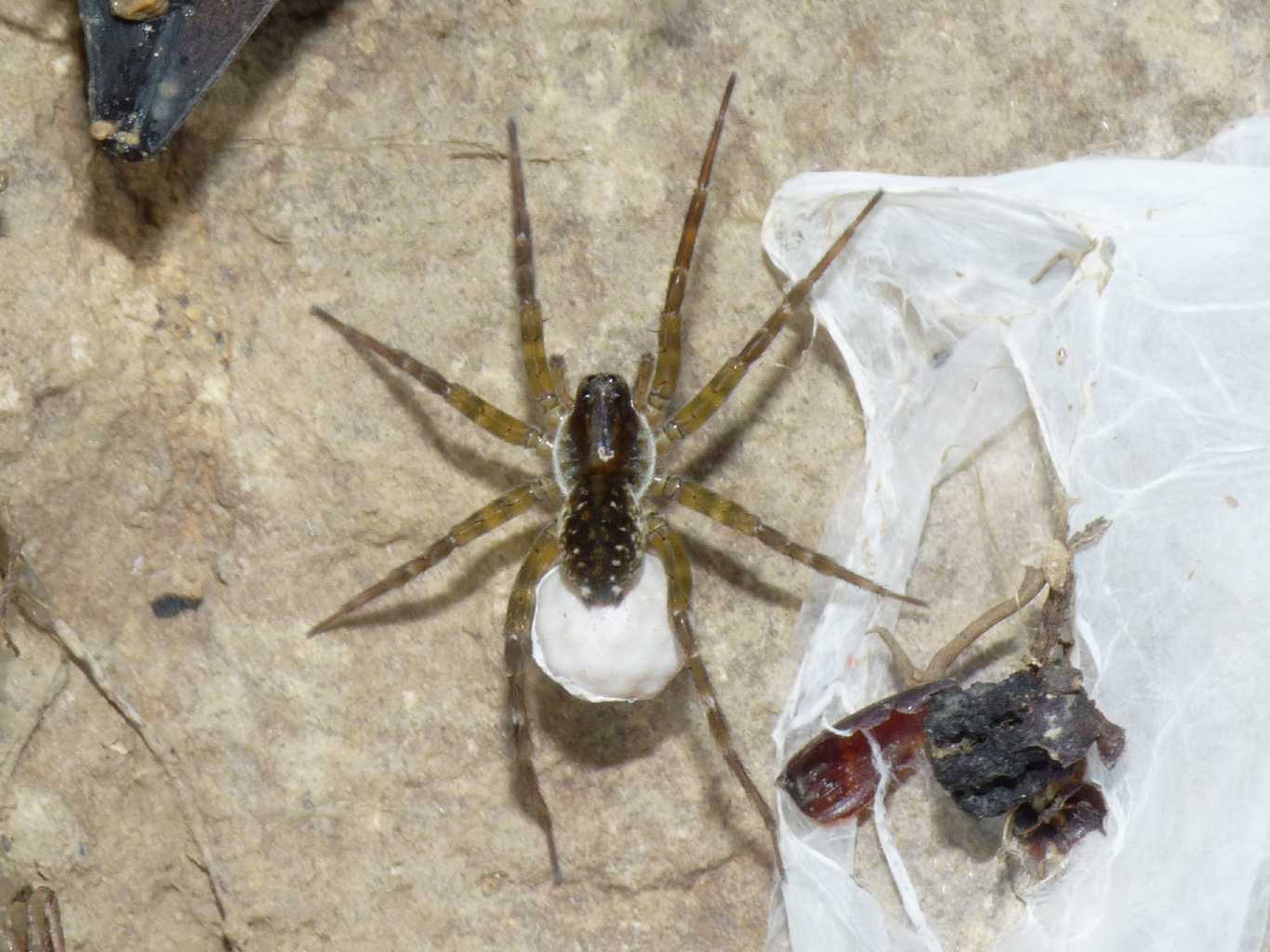 Lycosidae igrofili