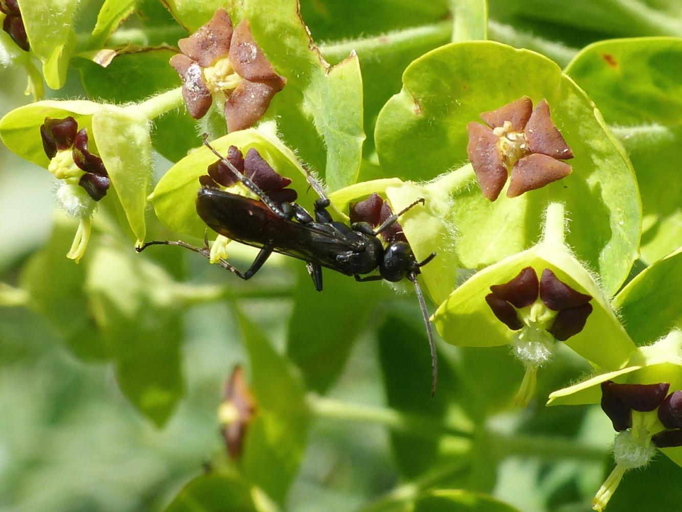 Pompilidae su euforbia