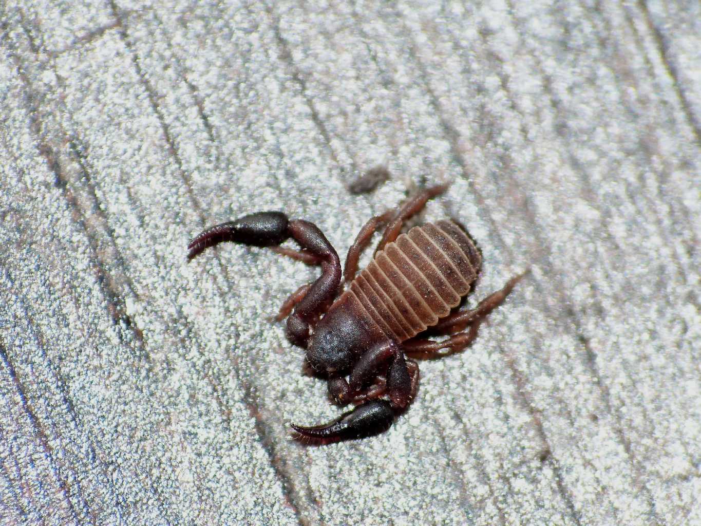 Geogarypidae? No. Cheliferidae; forse Rhacochelifer