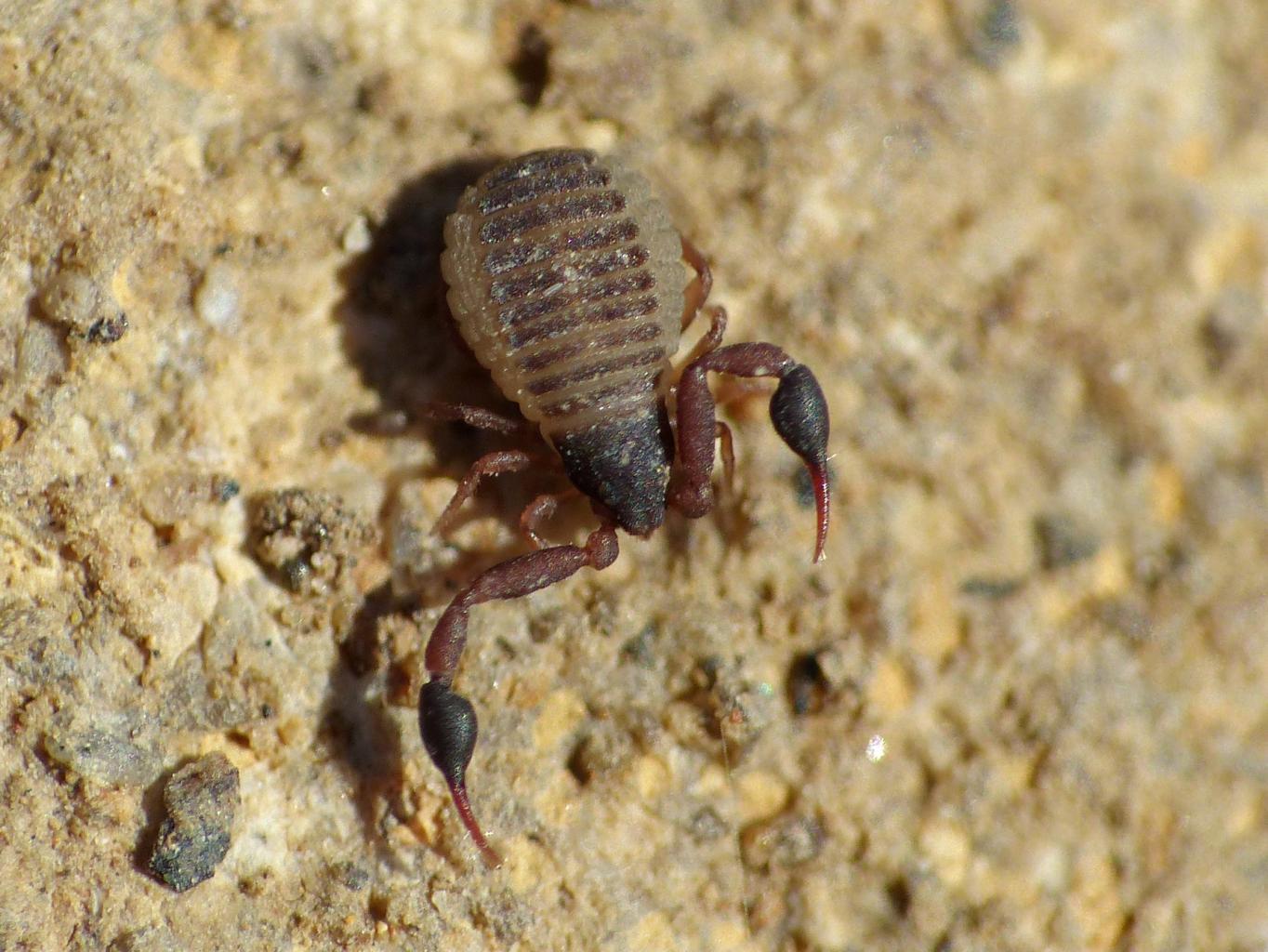 Alcuni pseudoscorpioni