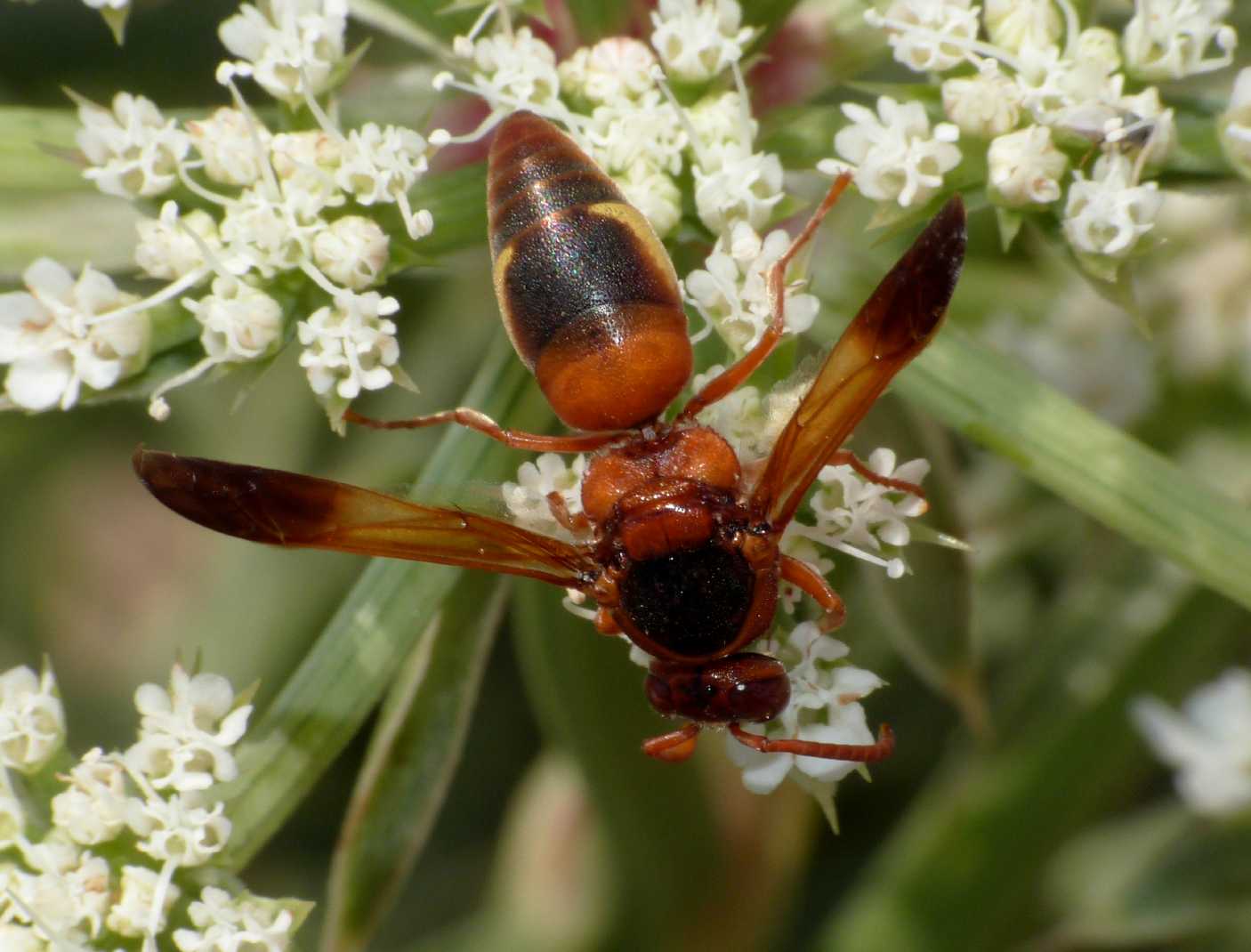 Delta unguiculatum (Villers 1798)