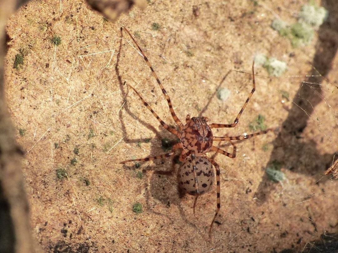 Scytodes thoracica - Torrimpietra (RM)