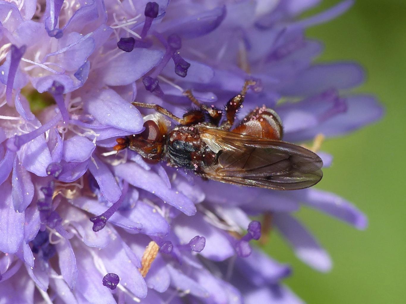 Sicus sp.?