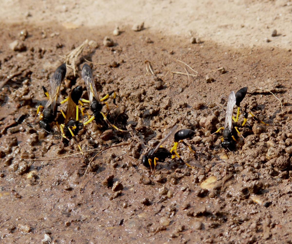 Sphecidae: Sceliphron caementarium