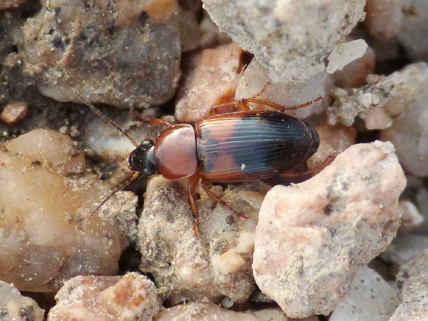 Stenolophus sp. - Sardegna