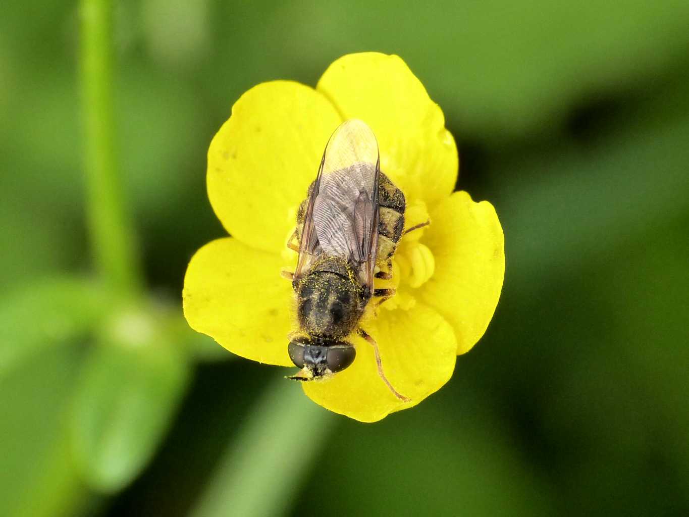 Stratiomidae: Odontomyia sp.