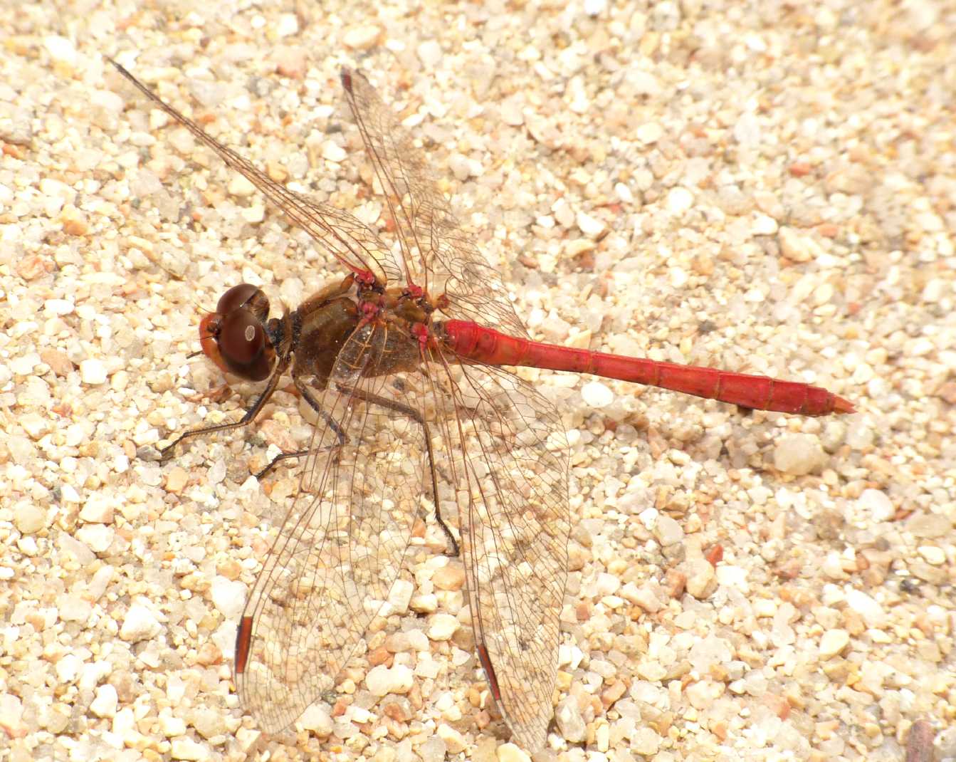 Accoppiamento Sympetrum meridionale