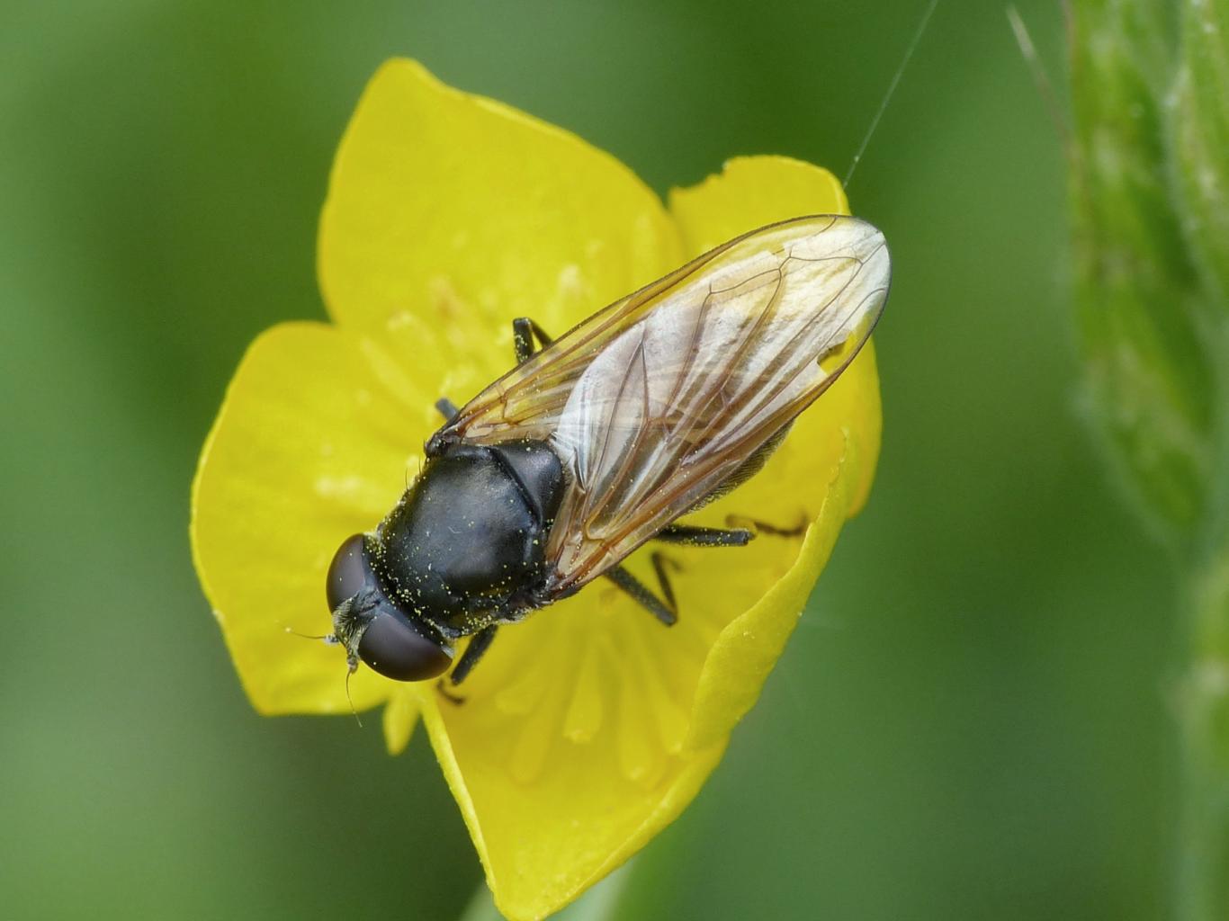 Syrphidae