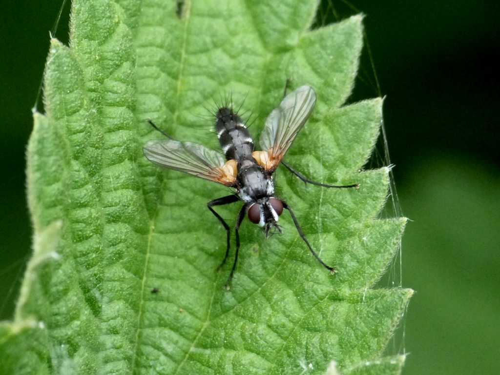 Phyllomia volvulus (Tachinidae)