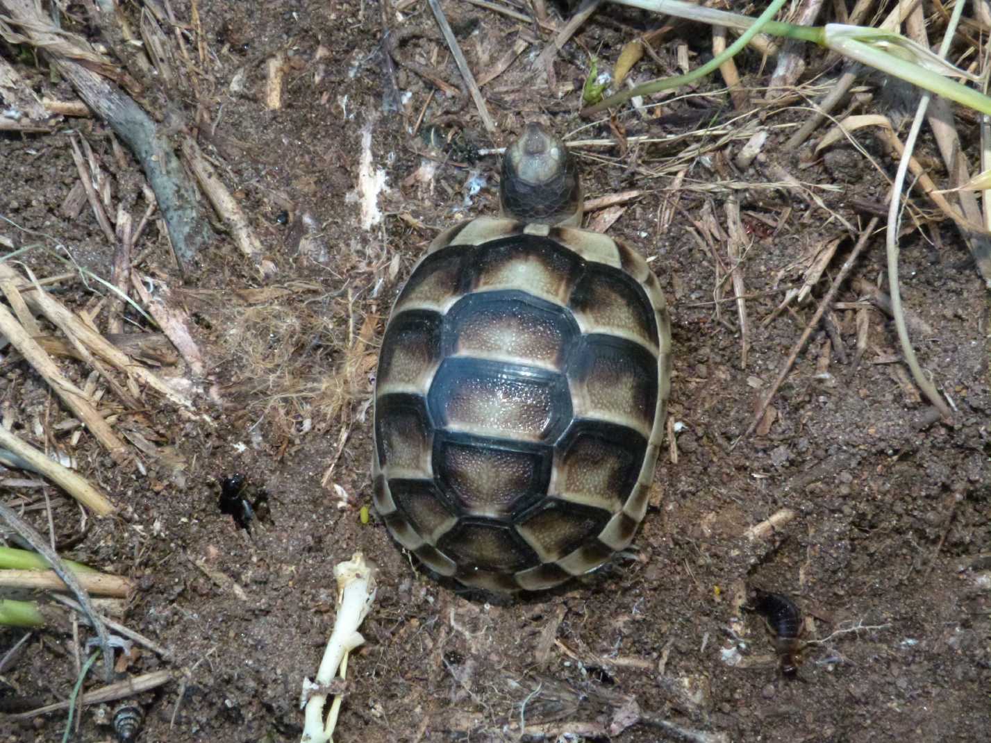 Tartarughina sarda