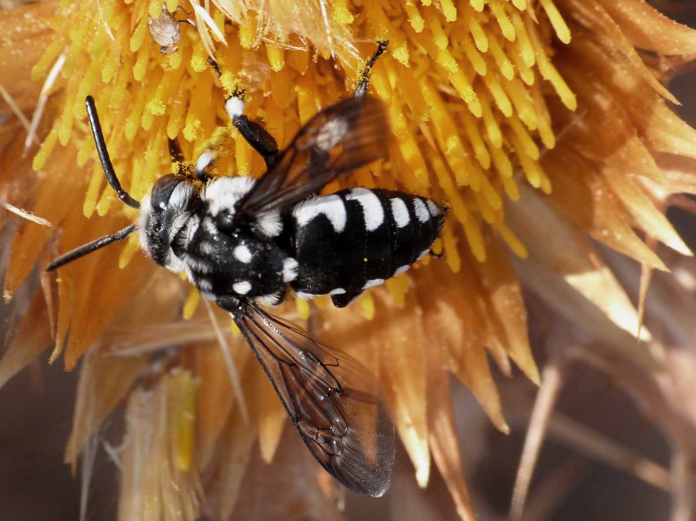 Thyreus histrionicus (Apidae) alla foce del Belice (TP)