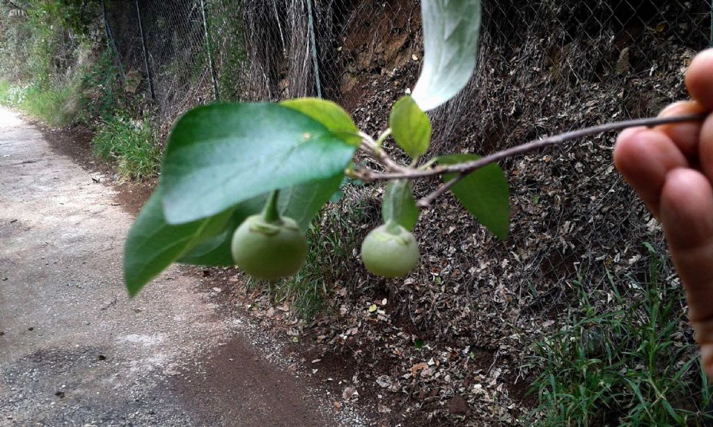 Styrax officinalis  (Ericales - Styracaceae)