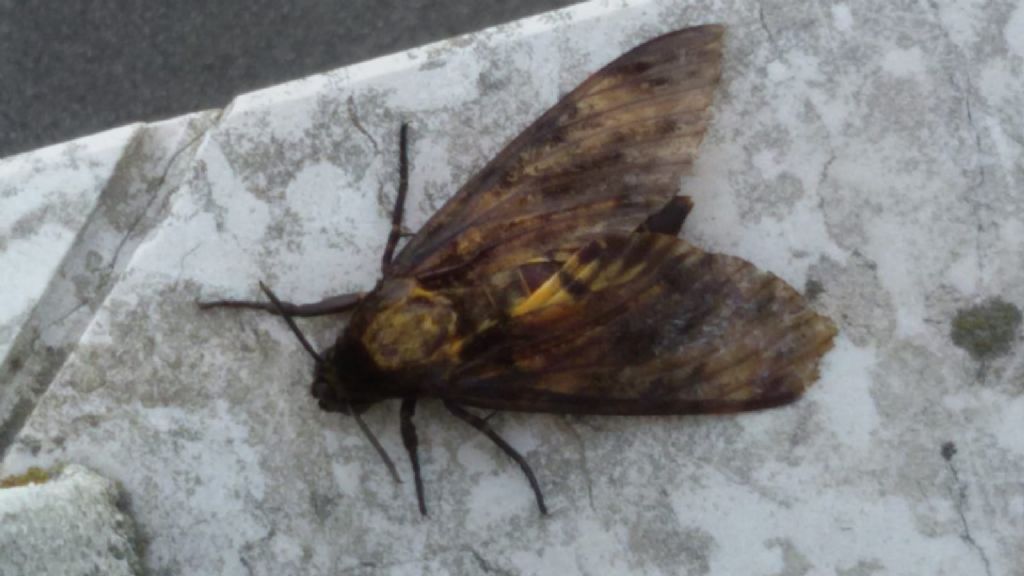 Sfinge testa di morto:  Acherontia atropos (Sphingidae)