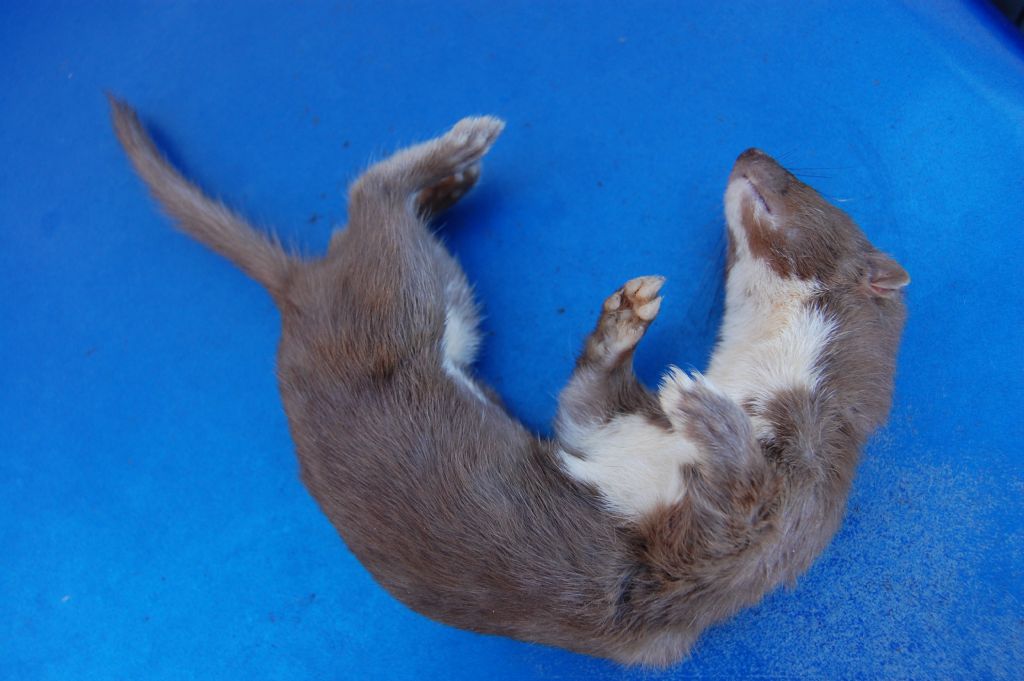 mustelide ucciso da gatto....chi mi aiuta a identificarlo? Donnola (Mustela nivalis)