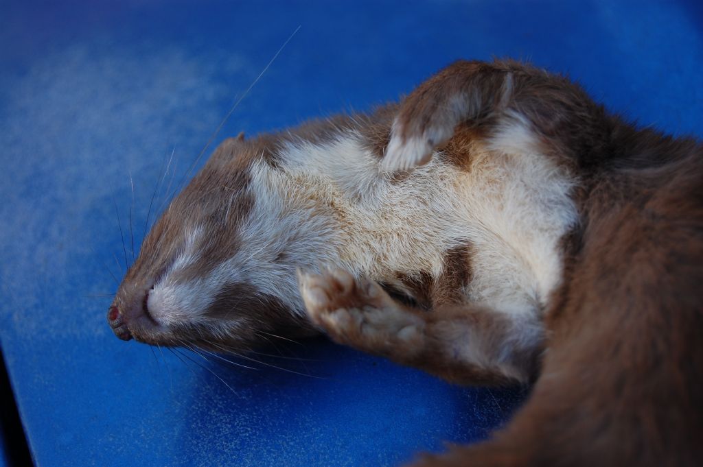 mustelide ucciso da gatto....chi mi aiuta a identificarlo? Donnola (Mustela nivalis)