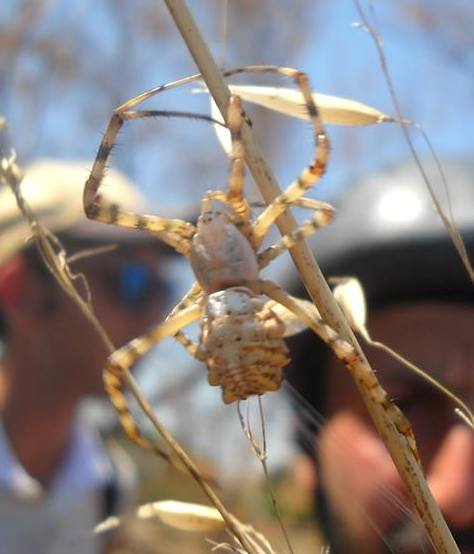 Femmina di Argiope lobata -