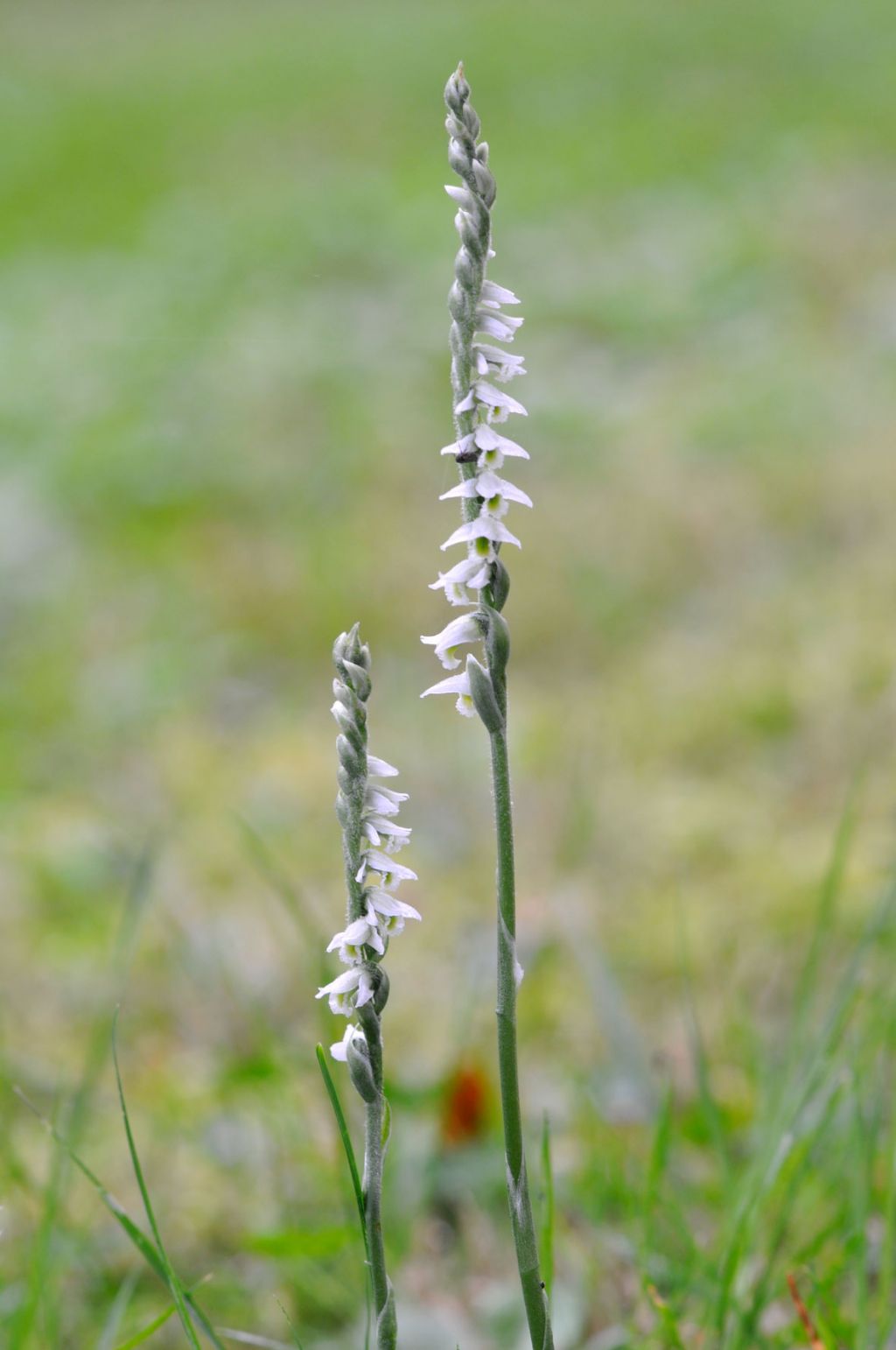 Spiranthes spiralis / Viticcini autunnali