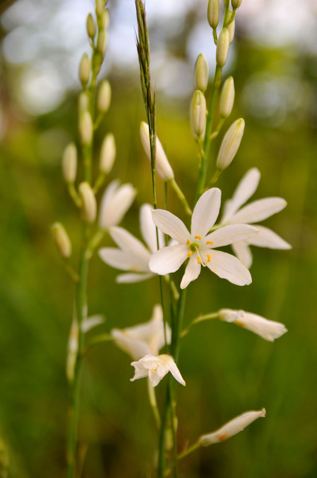 Anthericum liliago