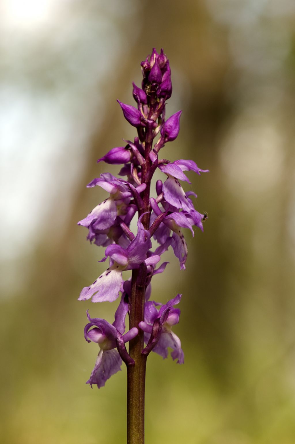 Orchis mascula subsp. speciosa